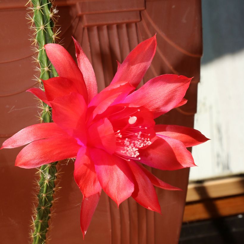 Aporophyllum malisonii - Cactus Queue de Rat (Flowering)