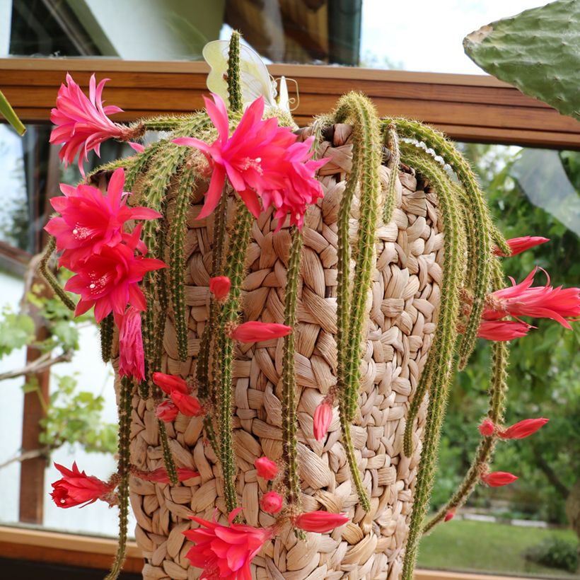 Aporophyllum malisonii - Cactus Queue de Rat (Plant habit)