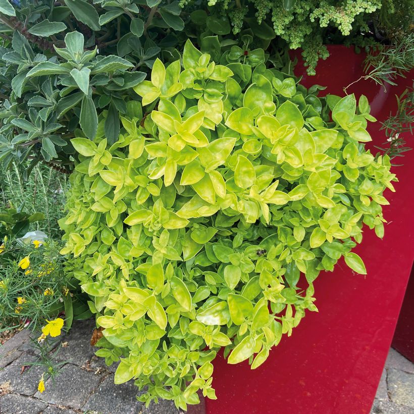Aptenia Golden Cascade - Ficoide à feuilles en coeur (Plant habit)