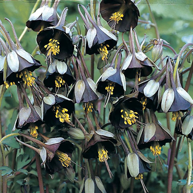 Ancolie Chocolate Soldier - Aquilegia viridiflora (Flowering)