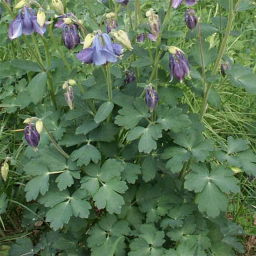 Ancolie, Aquilegia Songbird Series Bunting (Foliage)