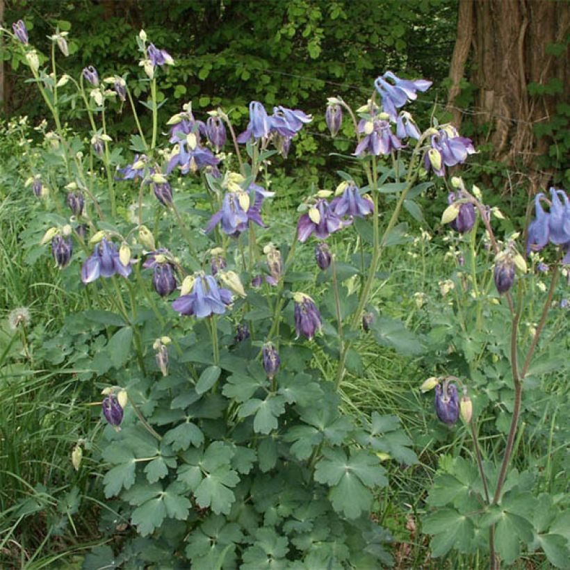 Ancolie, Aquilegia Songbird Series Bunting (Plant habit)