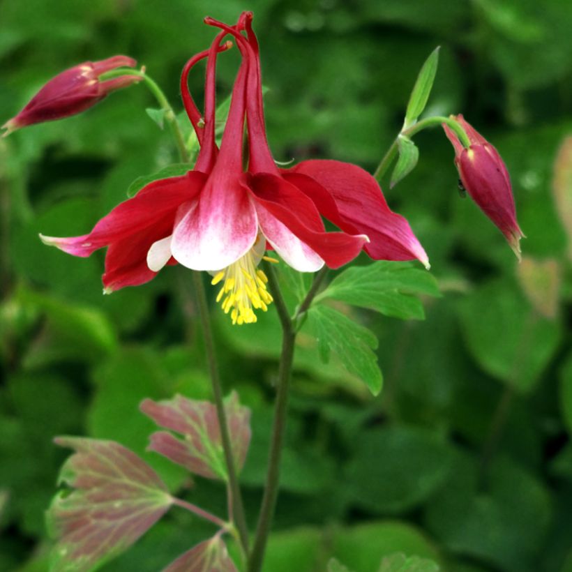 Ancolie, Aquilegia Songbird Series Cardinal (Plant habit)