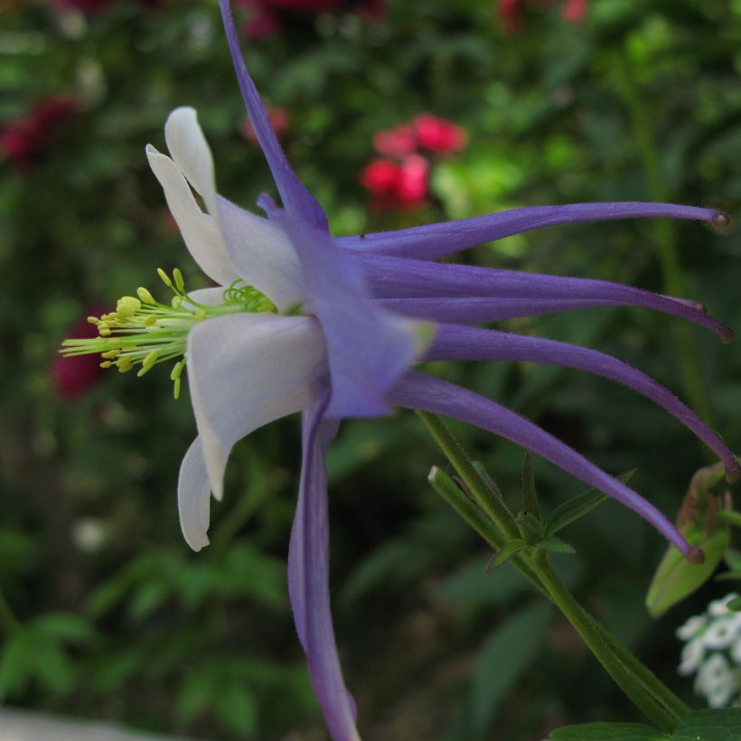 Ancolie, Aquilegia Songbird Series Blue Jay (Flowering)
