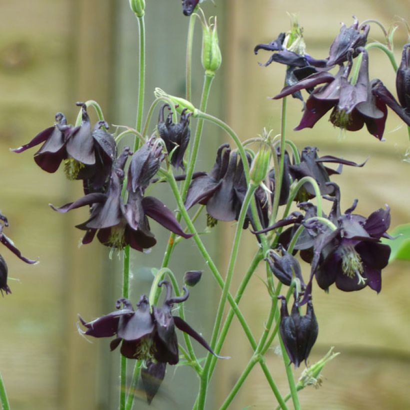 Ancolie, Aquilegia atrata (Plant habit)