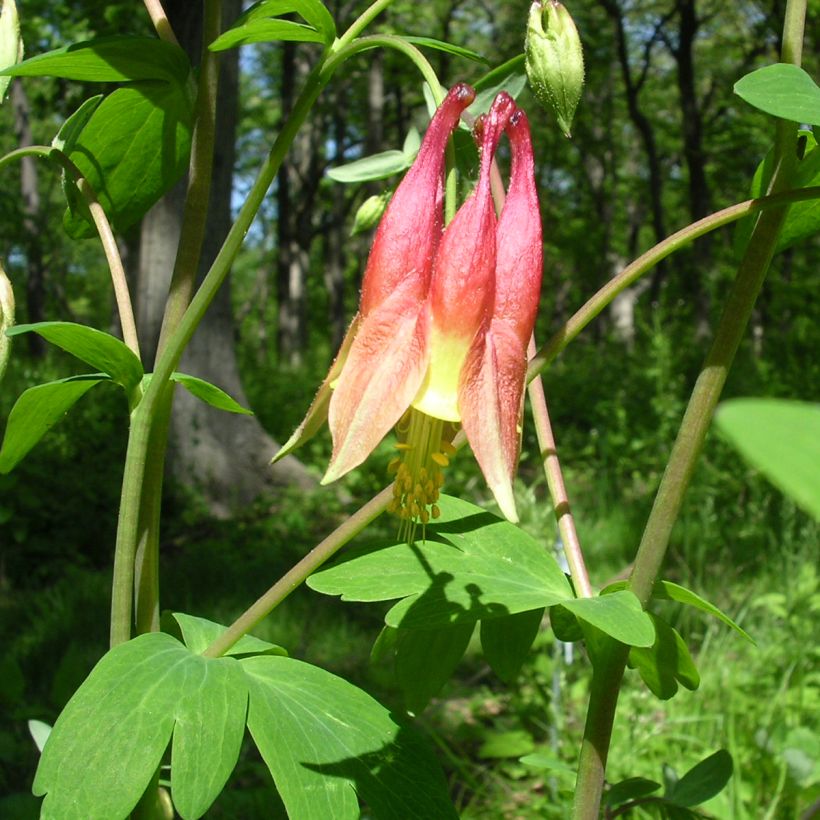 Ancolie du Canada, Aquilegia canadensis (Foliage)