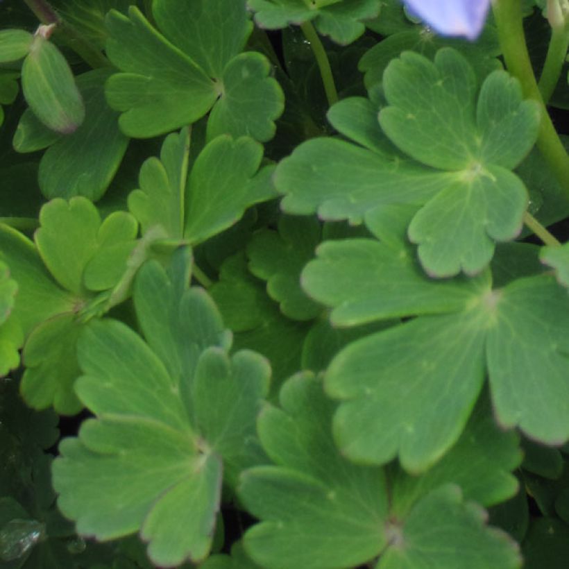 Ancolie naine - Aquilegia flabellata Ministar (Foliage)