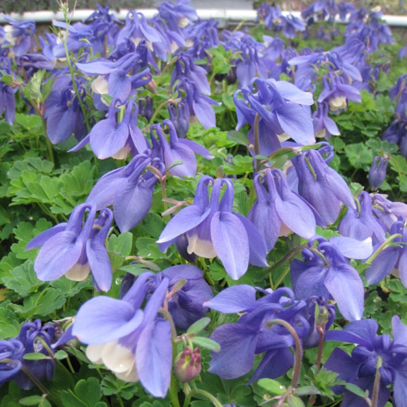 Ancolie naine - Aquilegia flabellata Ministar (Plant habit)