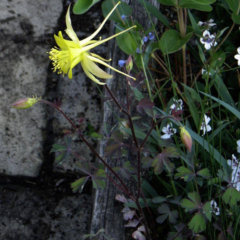 Ancolie, Aquilegia longissima (Plant habit)