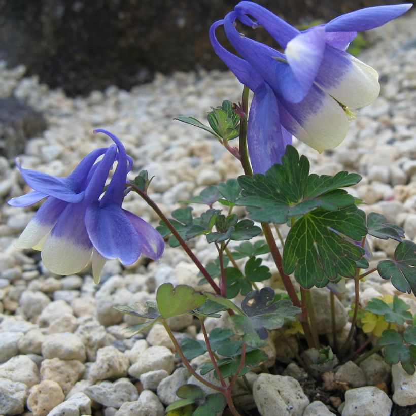 Ancolie, Aquilegia sibirica (Plant habit)