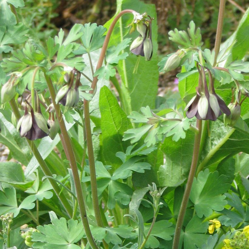 Ancolie chocolat - Aquilegia viridiflora var. atropurpurea (Plant habit)