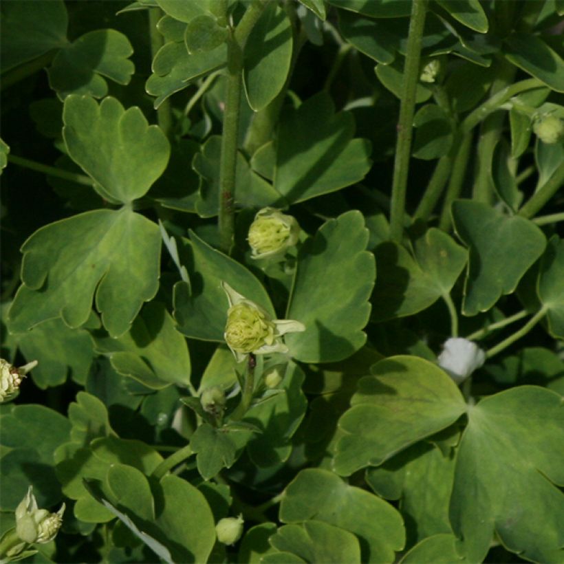Ancolie Winky White and White - Aquilegia vulgaris (Foliage)