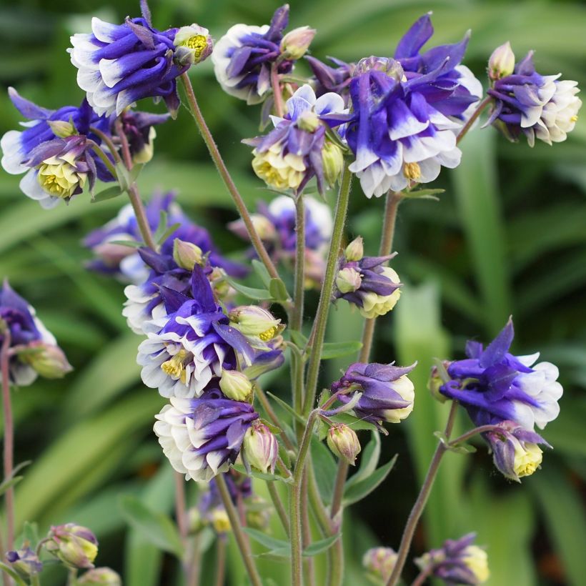 Ancolie - Aquilegia vulgaris Winky Blue White (Plant habit)