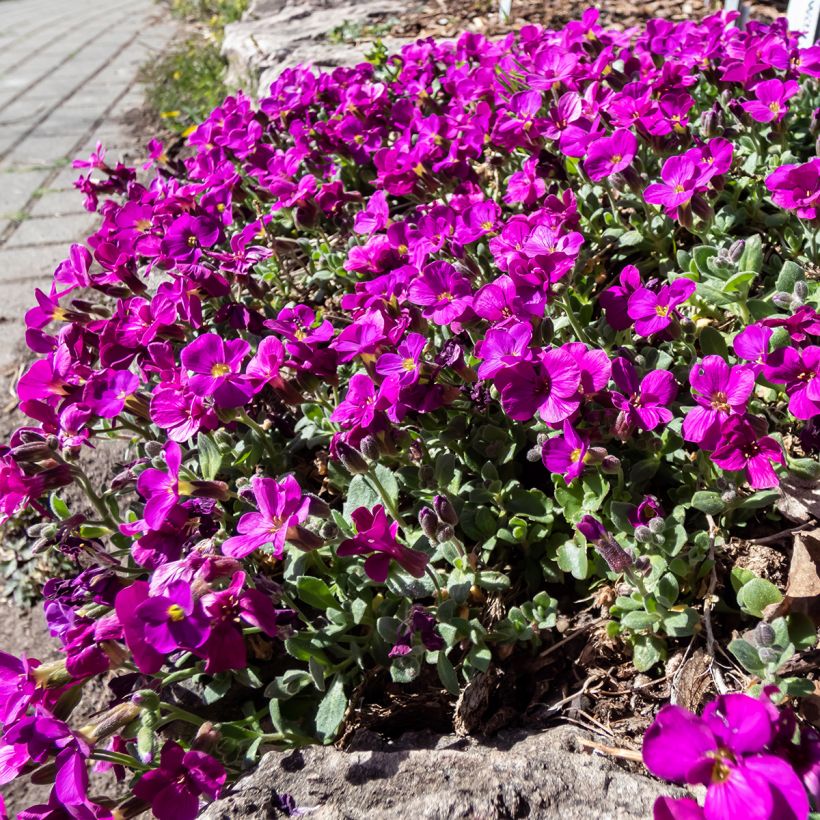 Arabis caucasica Aubris Deep Rose - Arabette du Caucase (Plant habit)