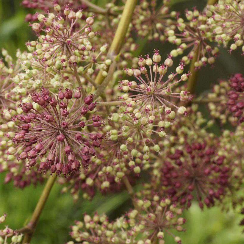 Aralia californica - Aralie ou angélique de Californie (Flowering)