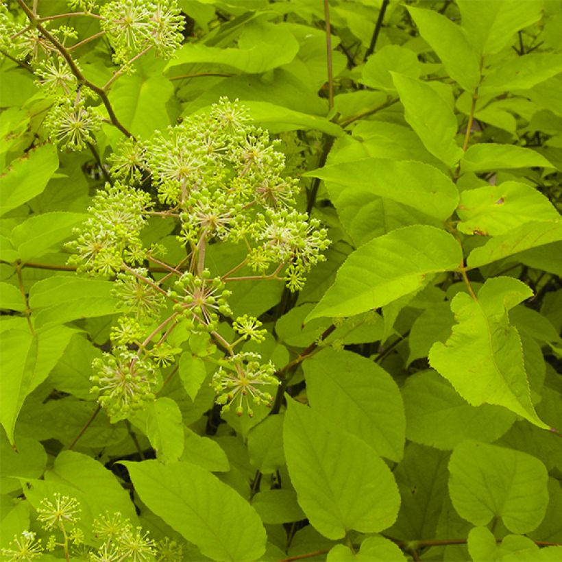 Aralia cordata Sun King - Aralie dorée (Foliage)