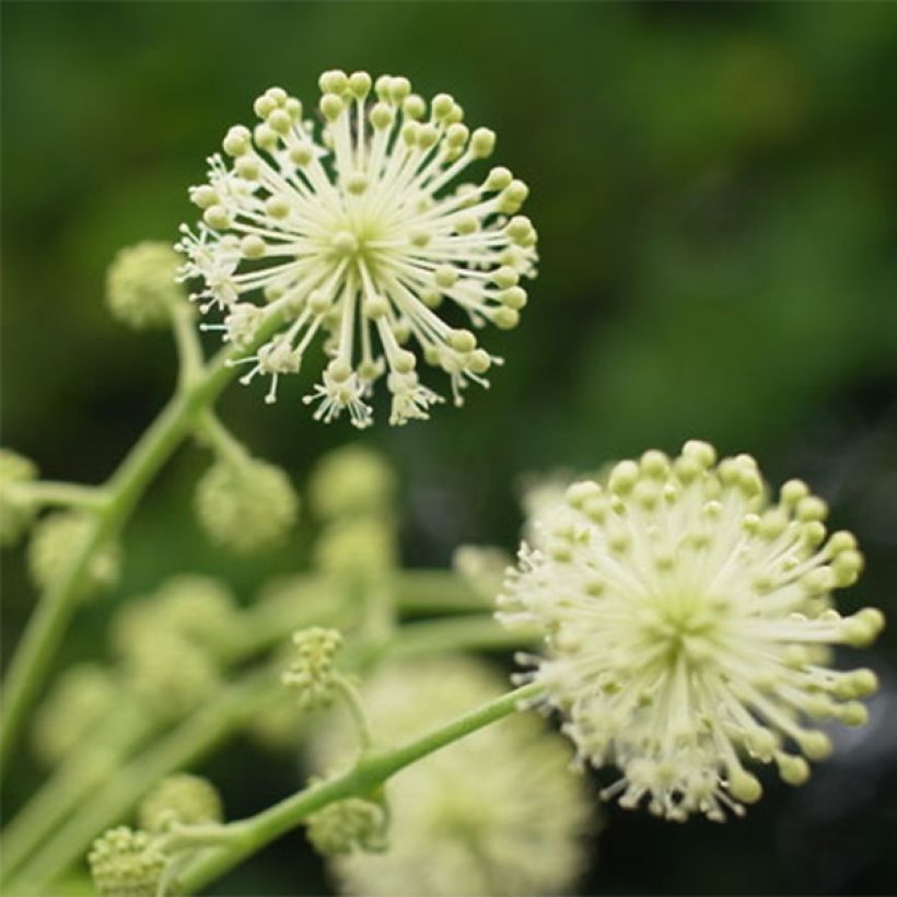 Aralia cordata Sun King - Aralie dorée (Flowering)
