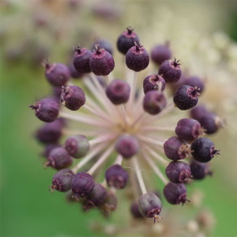 Aralia cordata Sun King - Aralie dorée (Harvest)