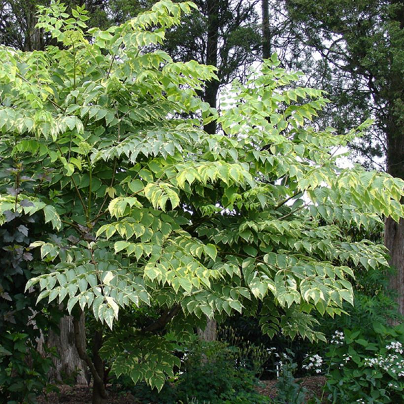 Aralia elata Golden Umbrella - Angélique en arbre (Plant habit)