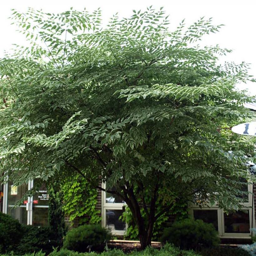 Aralia elata Silver Umbrella (Variegata) - Angélique en arbre (Plant habit)