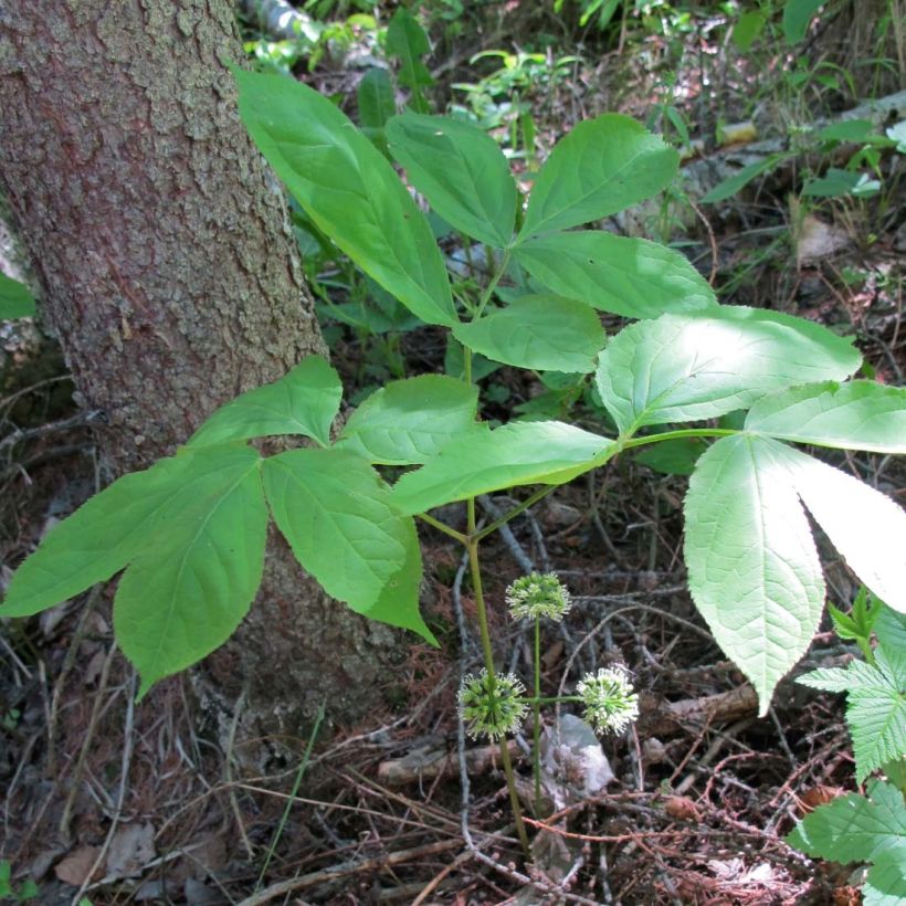 Aralia nudicaulis - Aralie à tige nue (Foliage)