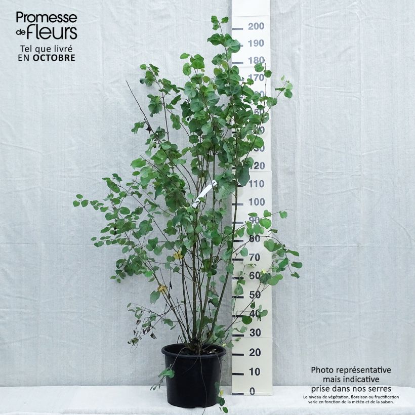 Example of Arbre à caramel - Cercidiphyllum japonicum Pot de 7,5L/10L as you get in automne