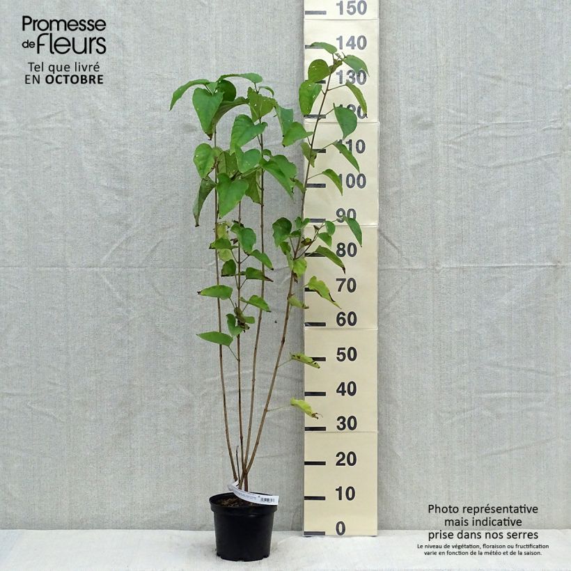 Example of Arbre du clergé Fargesii - Clerodendrum trichotomum Fargesii Pot de 3L/4L as you get in automne