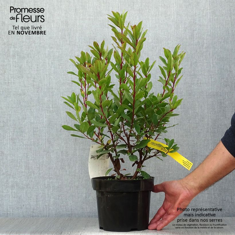 Example of Arbutus unedo - Arbousier Pot de 2L/3L as you get in automne