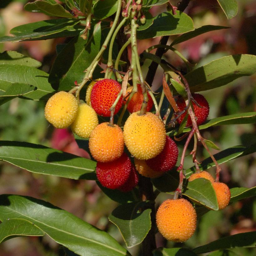Arbutus unedo Roselily - Arbousier (Harvest)