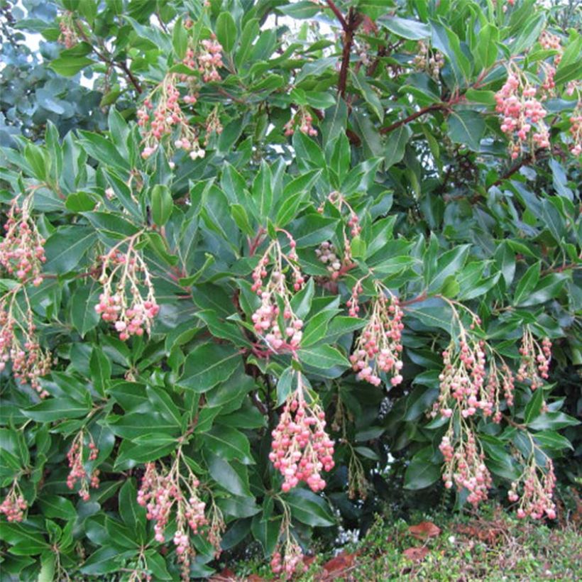 Arbutus unedo Rubra - Arbousier (Plant habit)