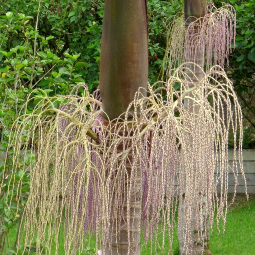 Archontophoenix cunninghamiana - Palmiste de Cunningham, Palmier roi (Flowering)