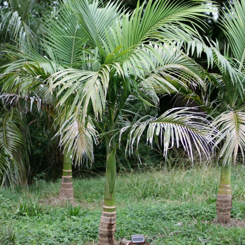 Archontophoenix maxima - Palmier royal (Plant habit)