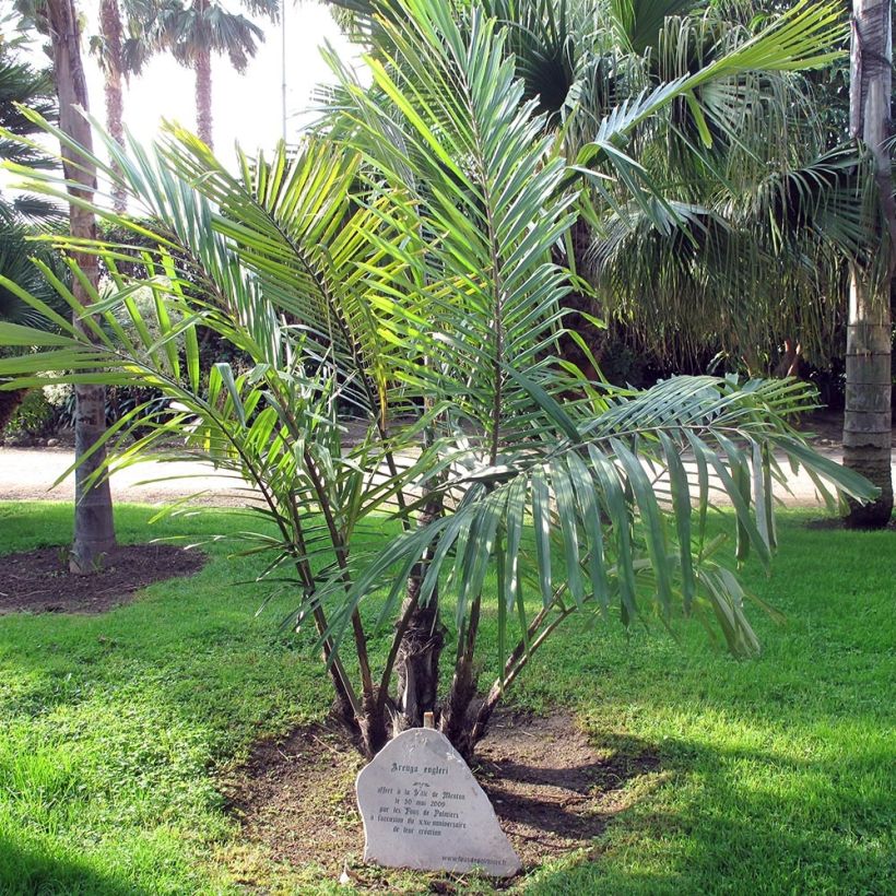 Arenga englerii - Palmier de Formose (Plant habit)
