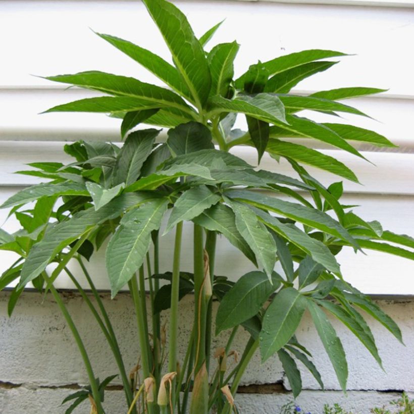 Arisaema dracontium - Arisème dragon (Foliage)