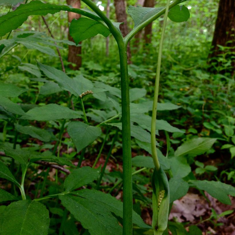 Arisaema dracontium - Arisème dragon (Flowering)