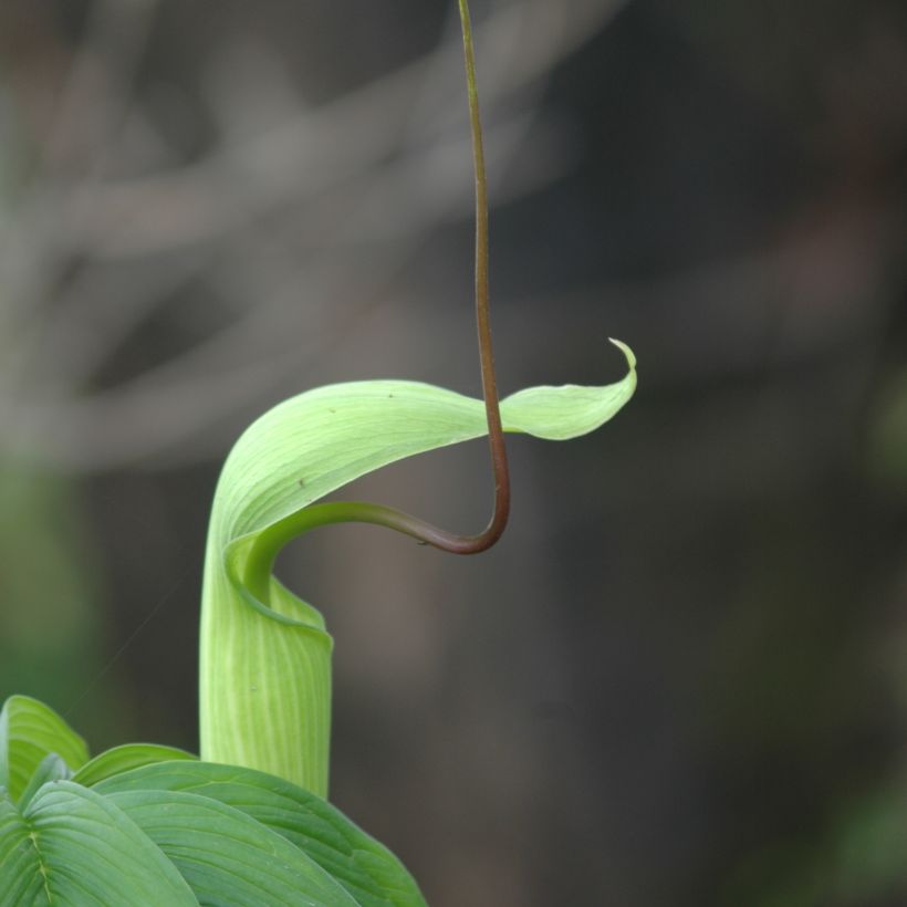 Arisaema tortuosum - Plante cobra (Flowering)