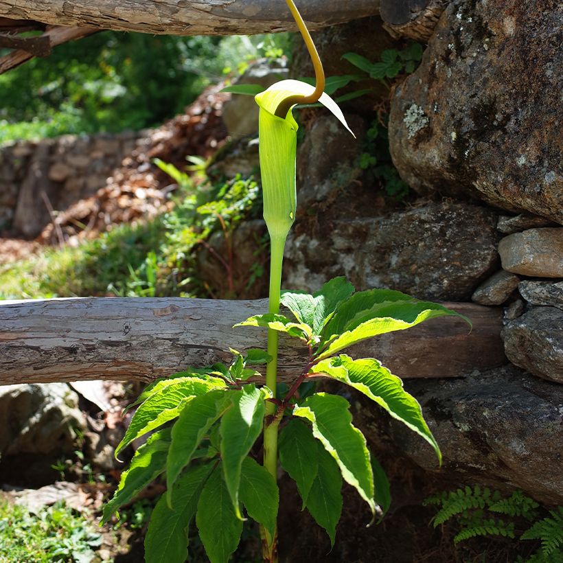Arisaema tortuosum - Plante cobra (Plant habit)