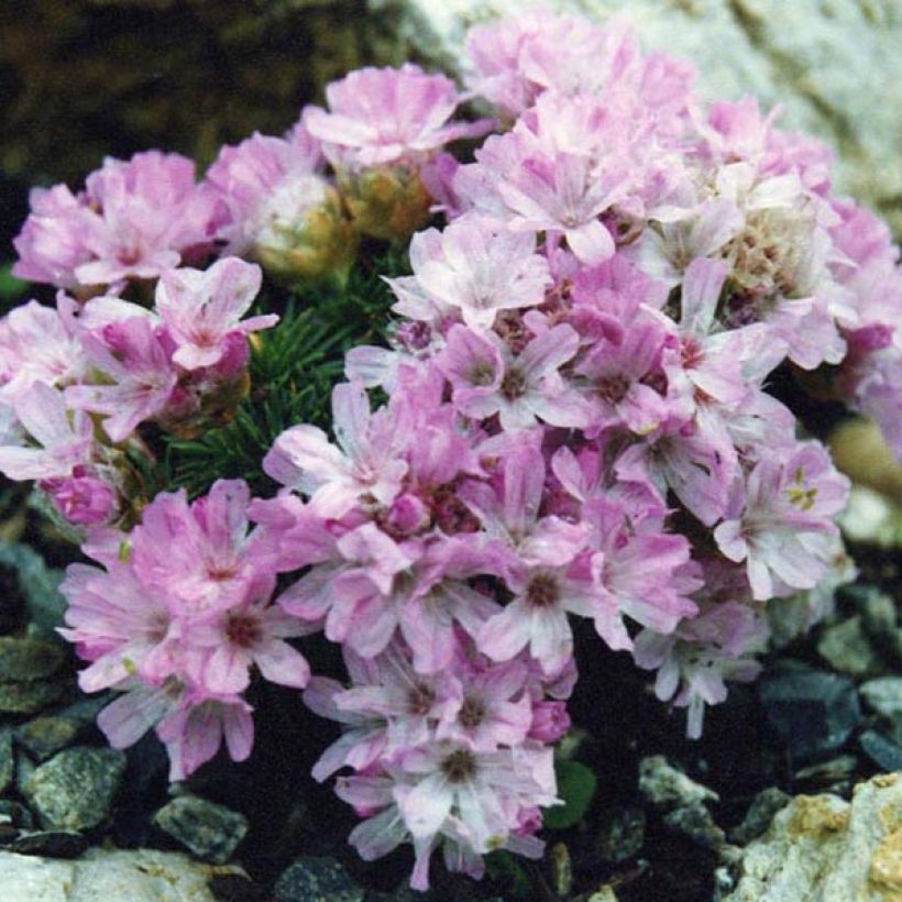Gazon d'Espagne, Armeria juniperifolia, Armérie à feuilles de genévrier (Plant habit)