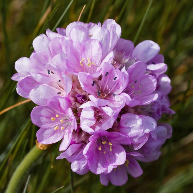 Gazon d'Espagne rose, Armeria Maritima Rosea (Flowering)