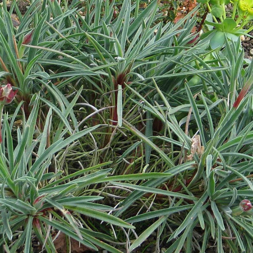 Gazon d'Espagne, Armeria welwitschii (Foliage)