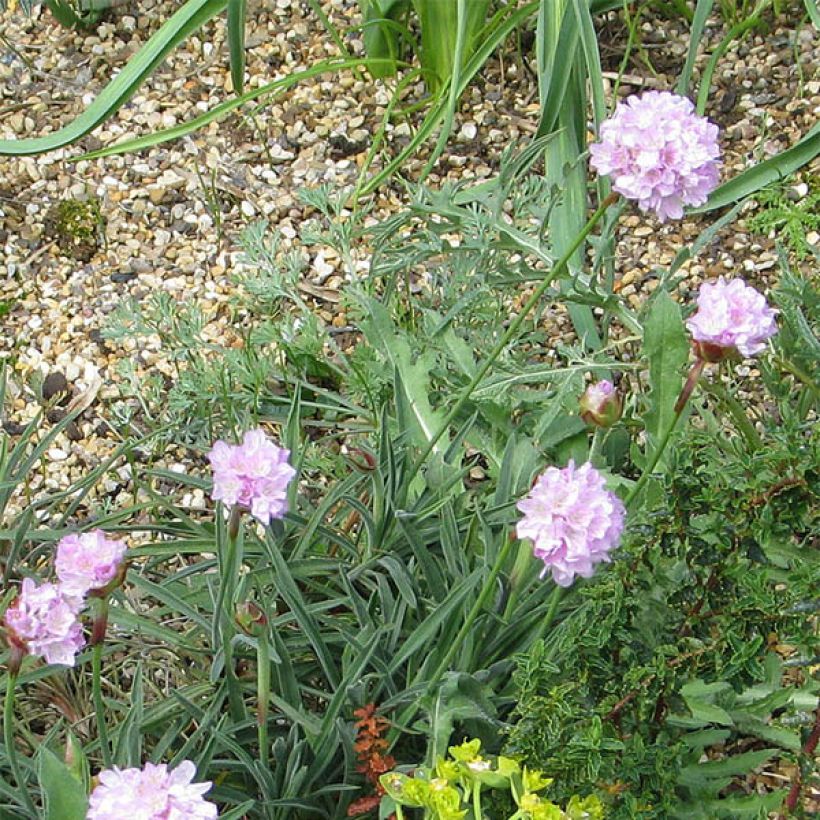 Gazon d'Espagne, Armeria welwitschii (Flowering)