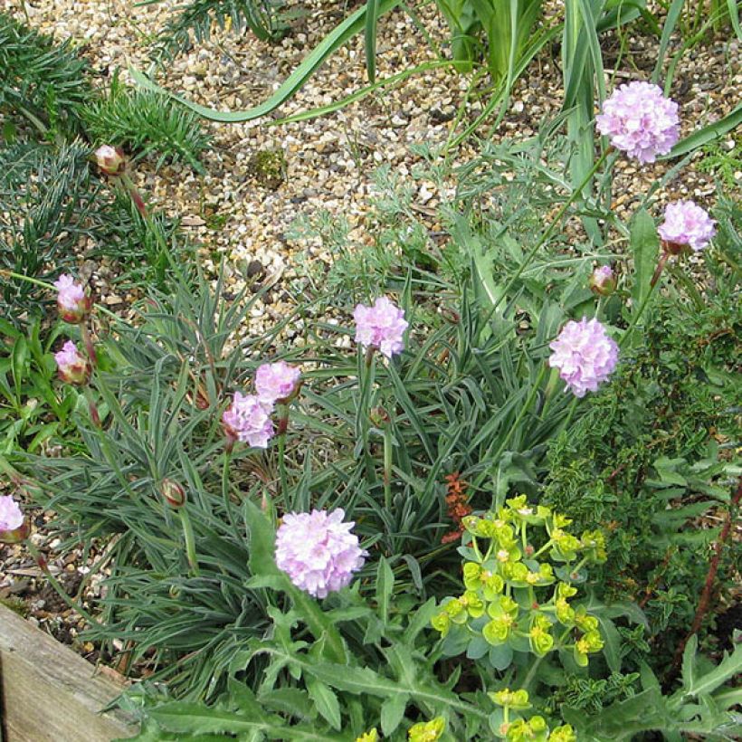 Gazon d'Espagne, Armeria welwitschii (Plant habit)