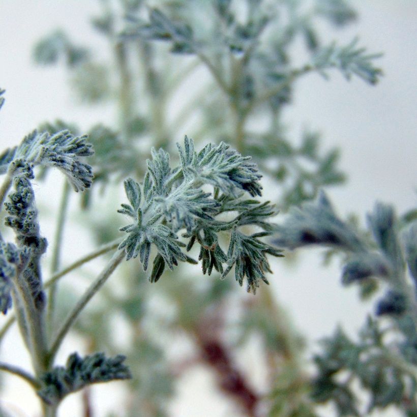 Armoise - Artemisia arborescens Little Mice (Foliage)