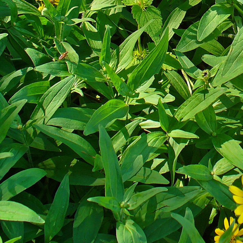 Arnica chamissonis - Arnica américaine (Foliage)