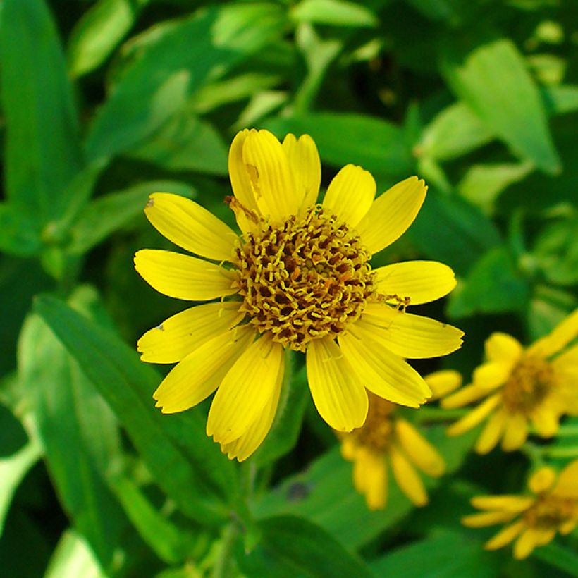 Arnica chamissonis - Arnica américaine (Flowering)