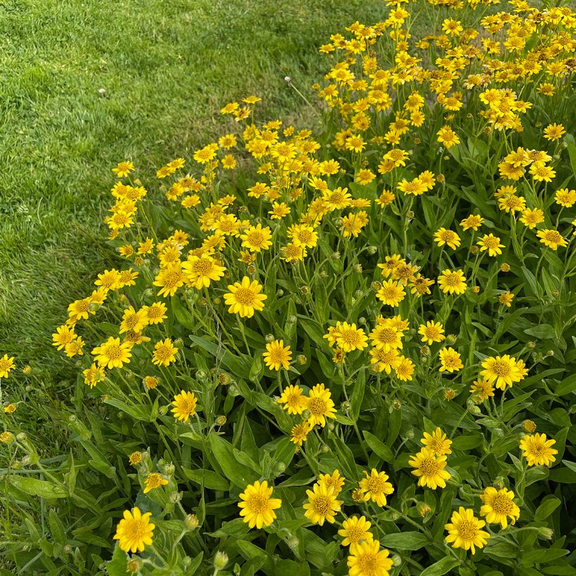 Arnica chamissonis - Arnica américaine (Plant habit)