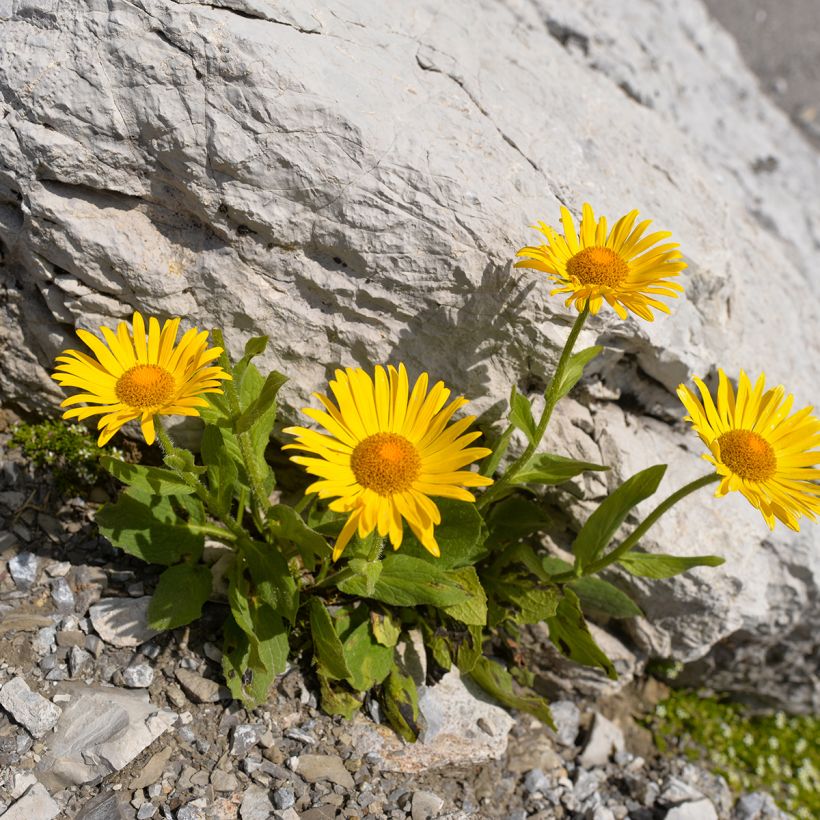 Arnica montana BIO - Plantain des Alpes (Plant habit)