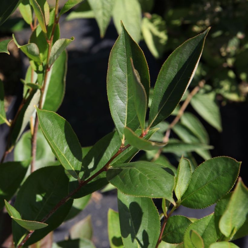 Aronia melanocarpa Hugin - Aronie à fruits noirs (Foliage)