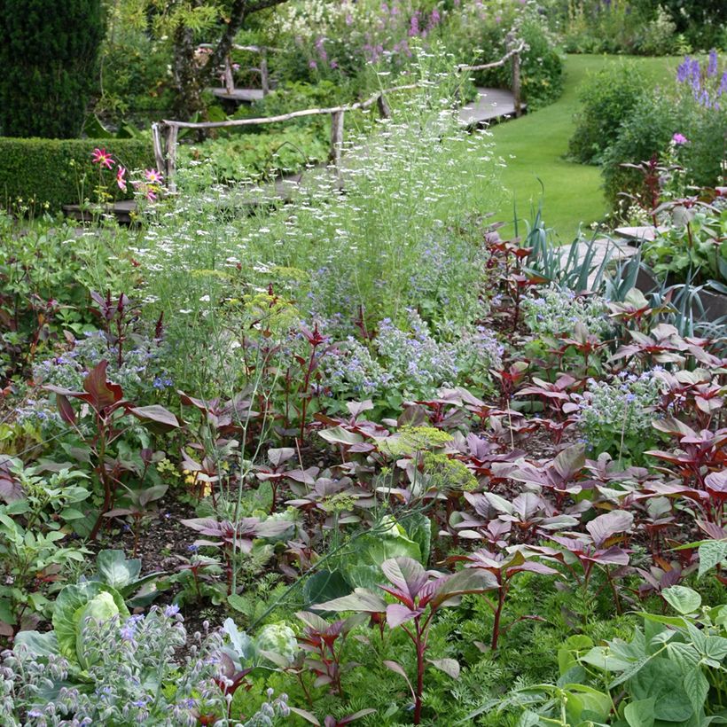 Arroche Rouge Bio - Ferme de Sainte Marthe (Plant habit)