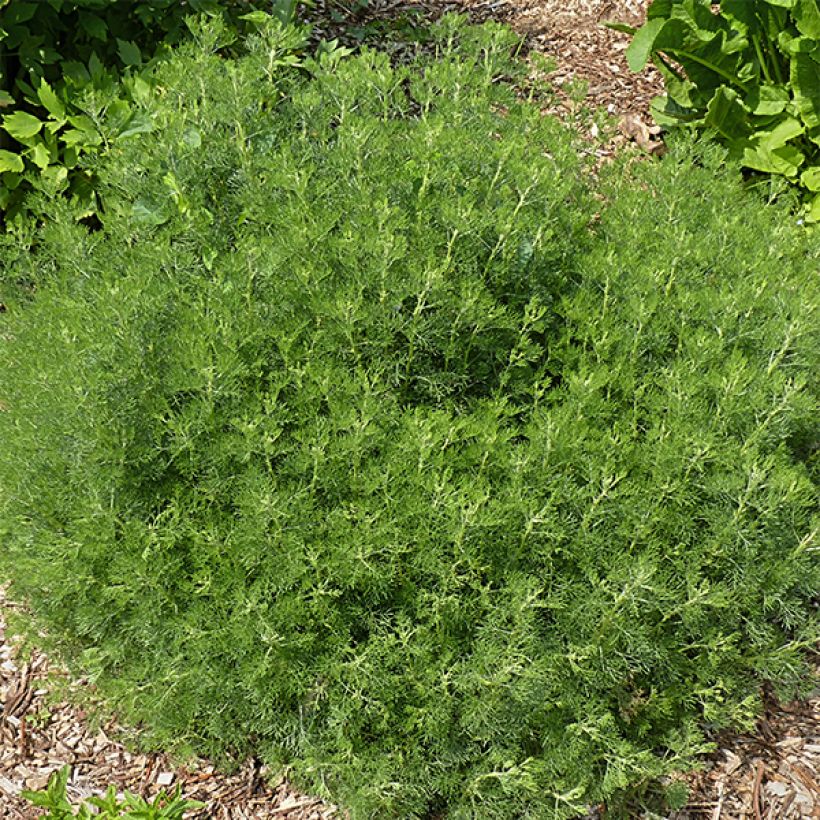 Aurone - Artemisia abrotanum (Plant habit)